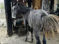 Ngựa cái, Kazakh horse — ảnh 4