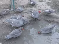 Ducks — foto 8