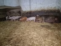 Babi betina, Pigs — foto 4