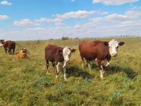 Lembu ternakan (lot, jantina tidak dinyatakan), Cattle — foto 4