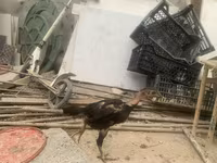Shamo chickens — foto 4