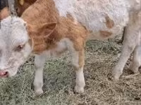 Kvæg (parti, køn ikke angivet), Simmental cattle — foto 3