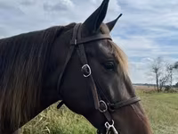 Cal, Rocky Mountain Horse — foto 8