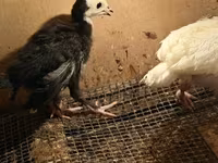 Turkeys — fotografija 4
