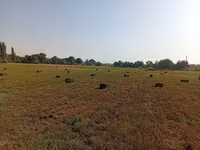 Продаются тюки клевера, плотные 25кг+ 3й укос Поле находится в селе — foto 2