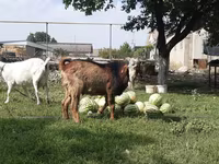 암염소, Nubian Goat — 사진 1