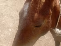 اسب نر, اسب — عکس 8
