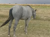Άλογο, Thoroughbred horse — φωτογραφία 3