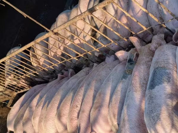 नर सूअर, सूअर — उज़्बेकिस्तान