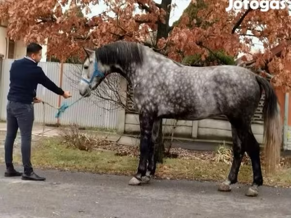Paarden (partij, geslacht niet gespecificeerd), Paarden