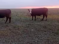 ላም, Latvian Blue cattle — ፎቶ 2