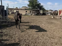مادیان, Kazakh horse — عکس 2