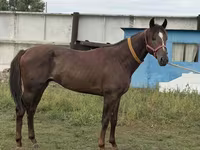 Aygır, Arabian horse — foto 1