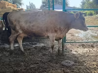 Ko, Swiss cattle — foto 2