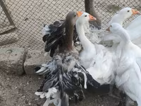 Geese — fotografija 1