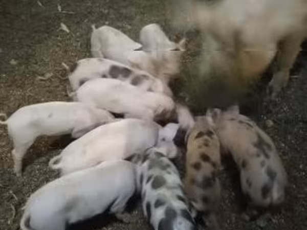 Pigs (batch, sex not specified), Pigs — Hungary
