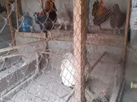 Chickens — foto 4