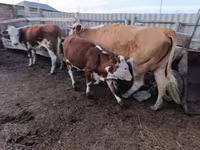 Ko, Latvian Blue cattle — foto 1