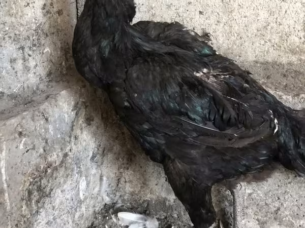 Ayam Cemani
