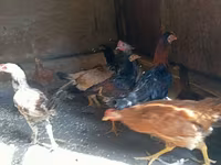 Chickens — ፎቶ 7