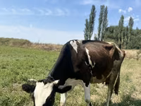 गाय, Russian Black pied cattle — फ़ोटो 2