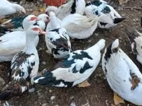 Ducks — تصویر 1