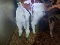 Tjur, Simmental cattle — foto 2