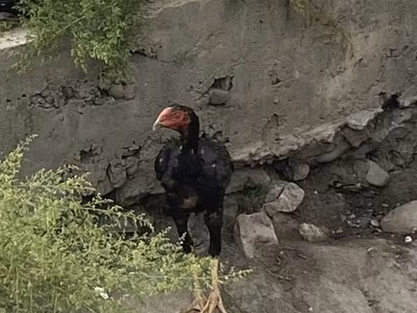 Indian Game