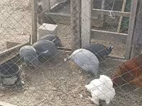 Guinea fowl — foto 2