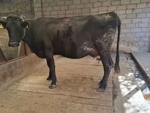 Krava, Simmental cattle