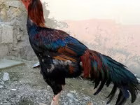 Chickens — عکس 2