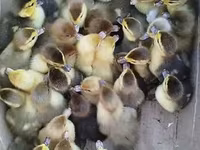 Ducks — 写真 2