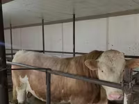 Tyre, Simmental cattle — foto 2