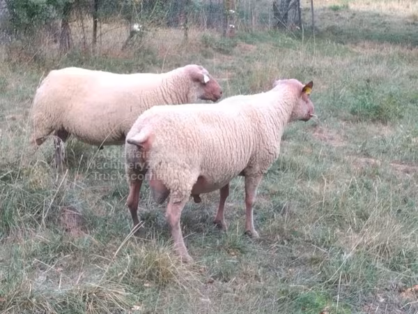 قوچ, Rouge de l’Ouest sheep