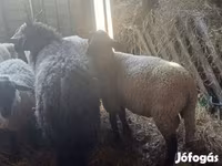 Schaap, Ile-de-France sheep — foto 3
