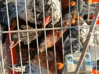 Japanese Bantam — photo 2