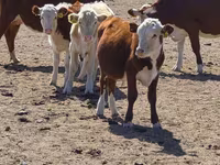 گاو ماده, Latvian Blue cattle — عکس 3