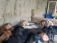 Biri-biri (lot, jantina tidak dinyatakan), Sheep — foto 2