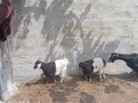 بز ماده, بز — عکس 3