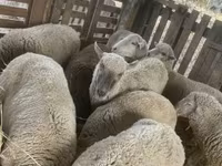 Biri-biri betina, Blackheaded Persian sheep — foto 8