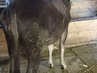 Ko, Swiss cattle — foto 4