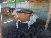 Bò đực, Simmental cattle — ảnh 4