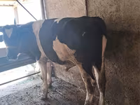 گاو نر, Russian Black pied cattle — عکس 7