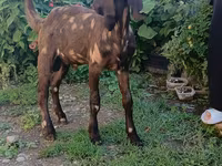 Bode, Nubian Goat — foto 7