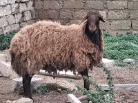 Koç, Koyunlar — foto 3