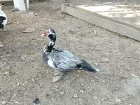 Domestic Muscovy — sawirka 1