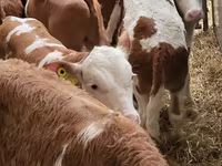 Cattle (batch, sex not specified), Simmental cattle — photo 1