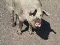 Säue, Schweine — Foto 7