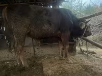 Tyre, Swiss cattle — foto 5
