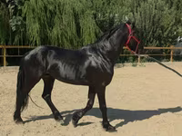 Cavallo, Friesian — foto 2